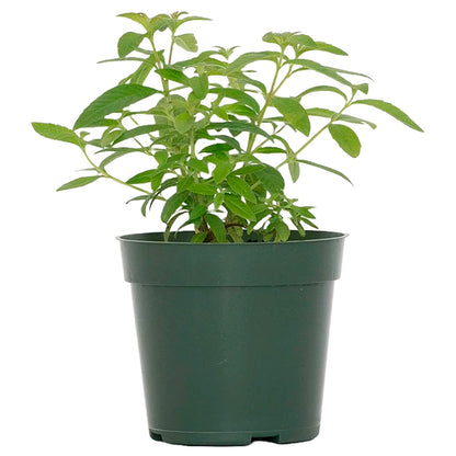 Lemon Verbena | Live Herb in 4 Inch Nursery Cube | Aloysia citriodora
