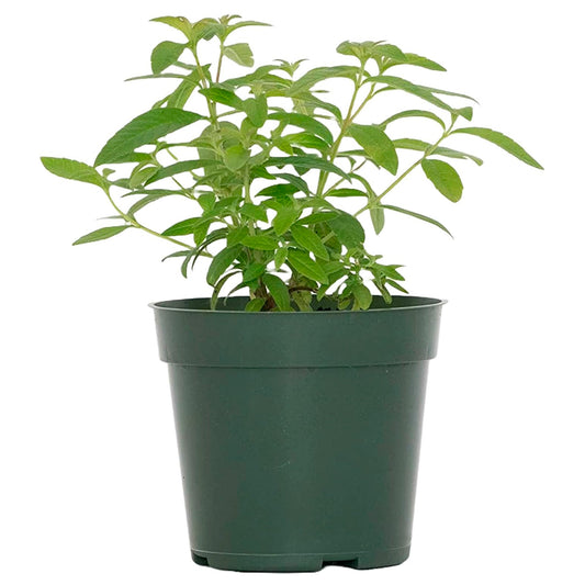 Lemon Verbena | Live Herb in 4 Inch Nursery Cube | Aloysia citriodora