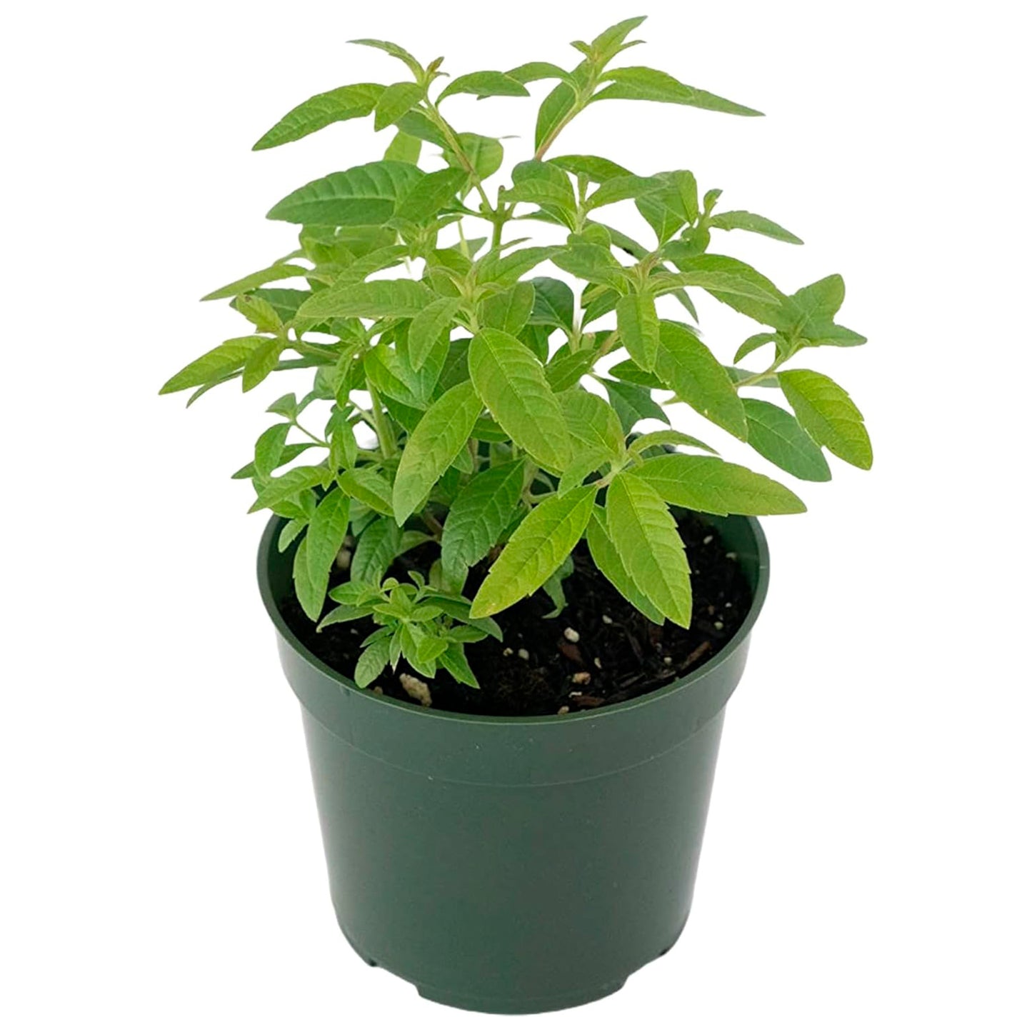Lemon Verbena | Live Herb in 4 Inch Nursery Cube | Aloysia citriodora