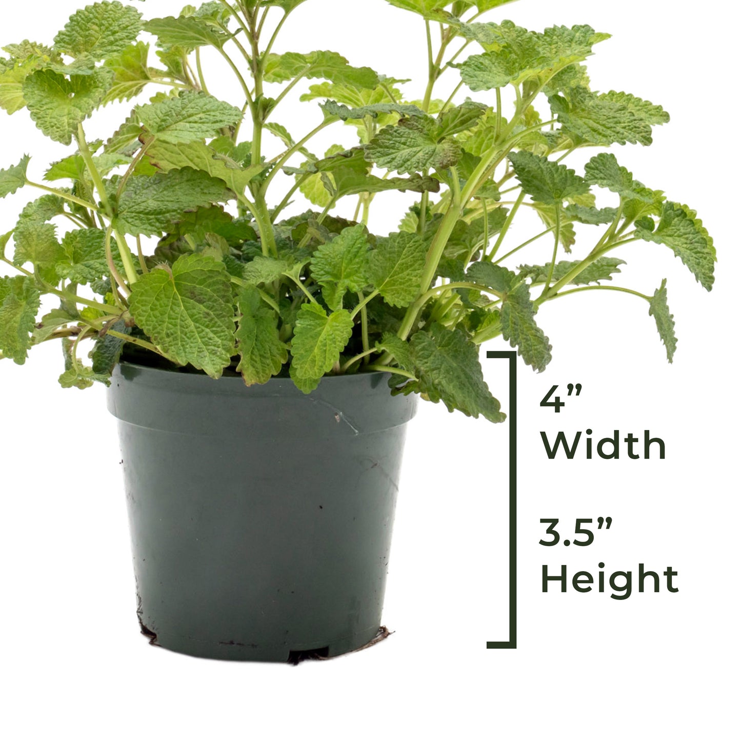 Lemon Balm | Live Herb in 4 Inch Nursery Pot | Melissa Officinalis