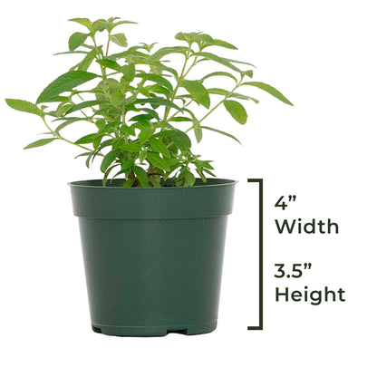 Lemon Verbena | Live Herb in 4 Inch Nursery Cube | Aloysia citriodora