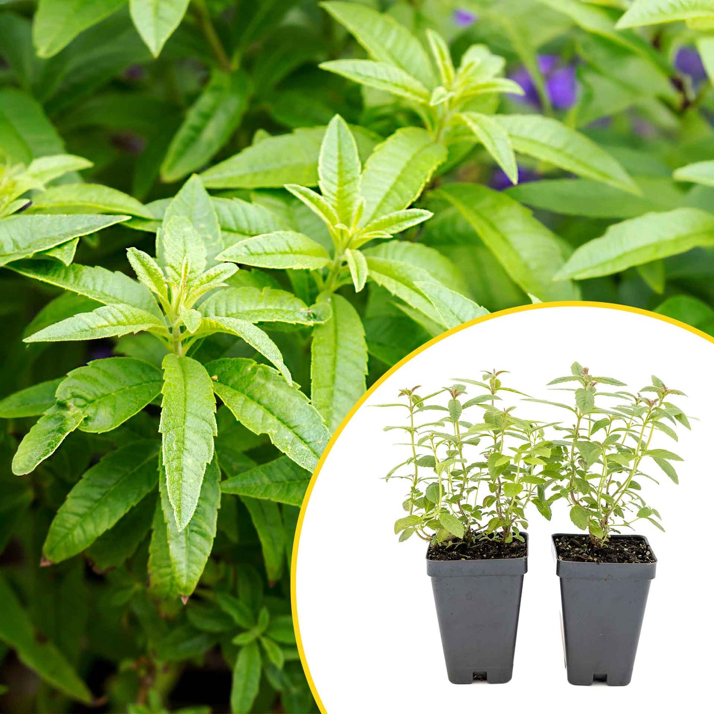 2 Lemon Verbena Plants in Cubes | Aromatic Perennial Culinary Herb with Lemon-Scented Foliage for Teas, Pots & Gardens (Aloysia citrodora)