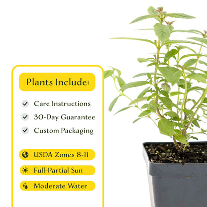 2 Lemon Verbena Plants in Cubes | Aromatic Perennial Culinary Herb with Lemon-Scented Foliage for Teas, Pots & Gardens (Aloysia citrodora)