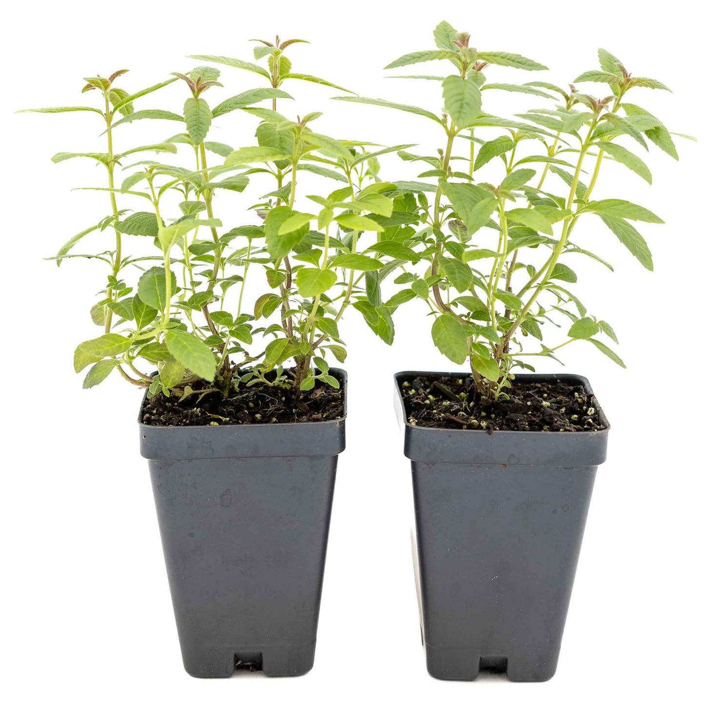 2 Lemon Verbena Plants in Cubes | Aromatic Perennial Culinary Herb with Lemon-Scented Foliage for Teas, Pots & Gardens (Aloysia citrodora)