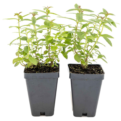 2 Lemon Verbena Plants in Cubes | Aromatic Perennial Culinary Herb with Lemon-Scented Foliage for Teas, Pots & Gardens (Aloysia citrodora)