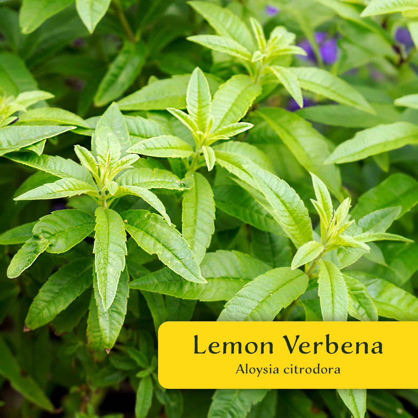 2 Lemon Verbena Plants in Cubes | Aromatic Perennial Culinary Herb with Lemon-Scented Foliage for Teas, Pots & Gardens (Aloysia citrodora)