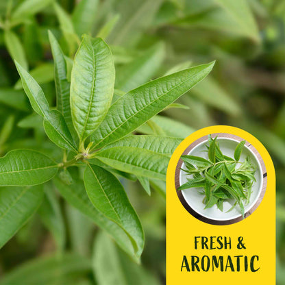 2 Lemon Verbena Plants in Cubes | Aromatic Perennial Culinary Herb with Lemon-Scented Foliage for Teas, Pots & Gardens (Aloysia citrodora)