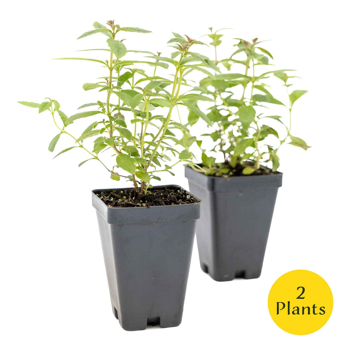2 Lemon Verbena Plants in Cubes | Aromatic Perennial Culinary Herb with Lemon-Scented Foliage for Teas, Pots & Gardens (Aloysia citrodora)