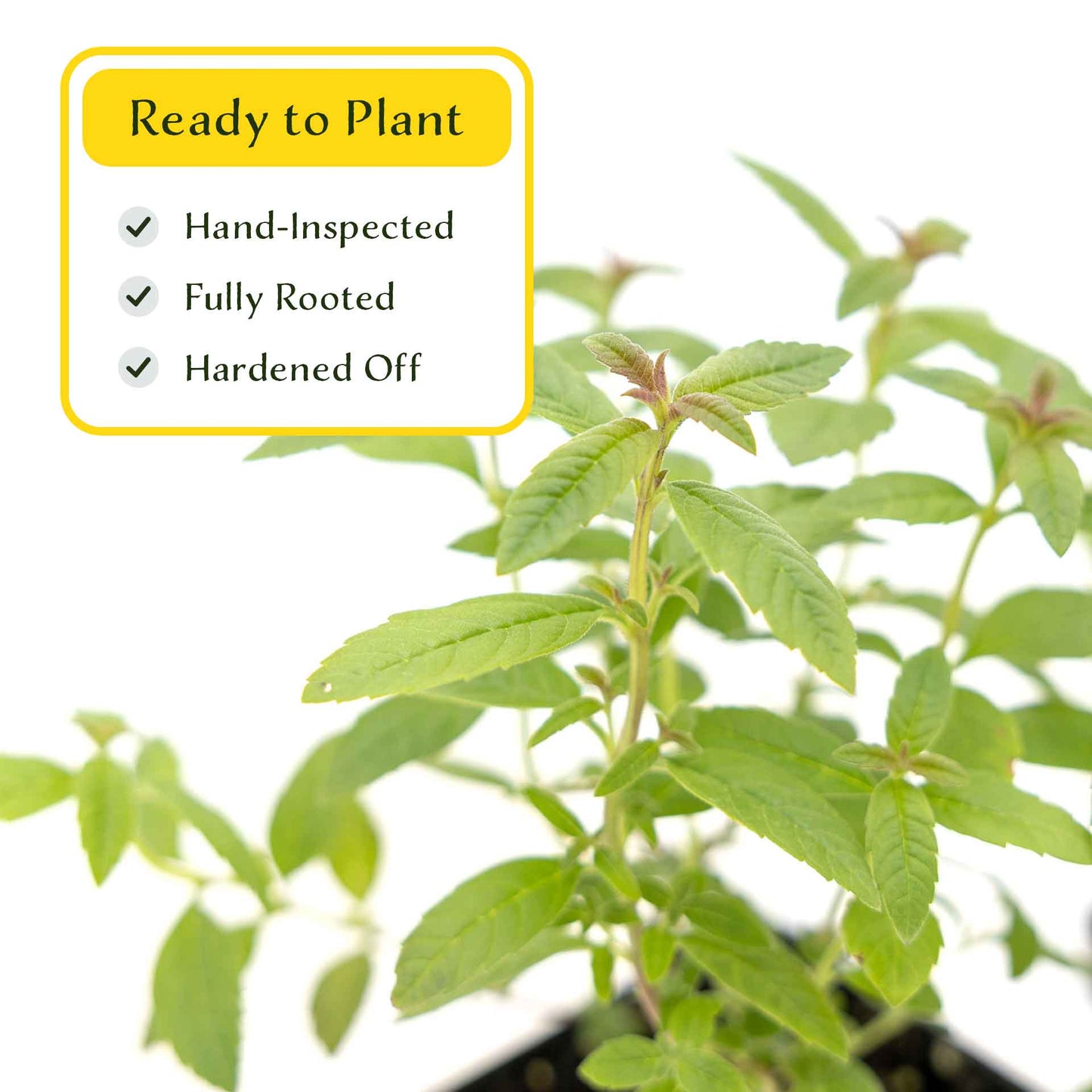 2 Lemon Verbena Plants in Cubes | Aromatic Perennial Culinary Herb with Lemon-Scented Foliage for Teas, Pots & Gardens (Aloysia citrodora)