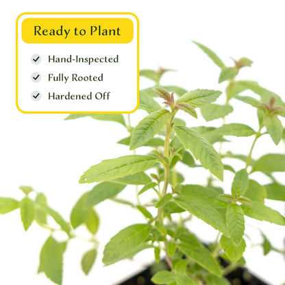 2 Lemon Verbena Plants in Cubes | Aromatic Perennial Culinary Herb with Lemon-Scented Foliage for Teas, Pots & Gardens (Aloysia citrodora)
