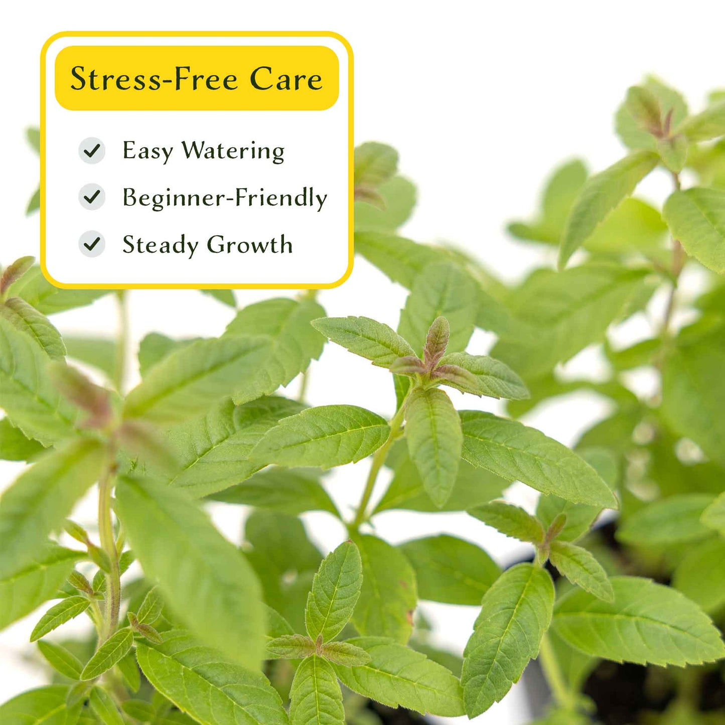 2 Lemon Verbena Plants in Cubes | Aromatic Perennial Culinary Herb with Lemon-Scented Foliage for Teas, Pots & Gardens (Aloysia citrodora)