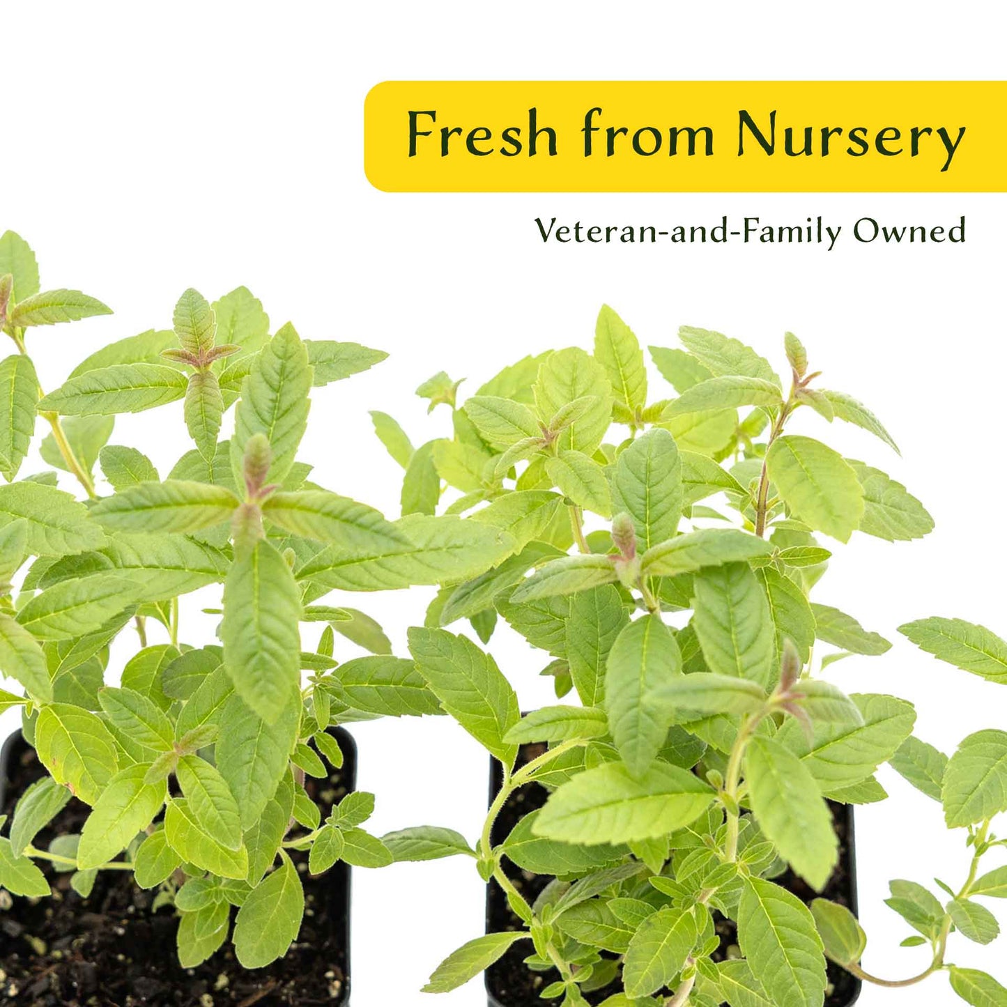 2 Lemon Verbena Plants in Cubes | Aromatic Perennial Culinary Herb with Lemon-Scented Foliage for Teas, Pots & Gardens (Aloysia citrodora)