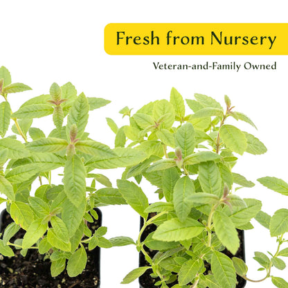 2 Lemon Verbena Plants in Cubes | Aromatic Perennial Culinary Herb with Lemon-Scented Foliage for Teas, Pots & Gardens (Aloysia citrodora)