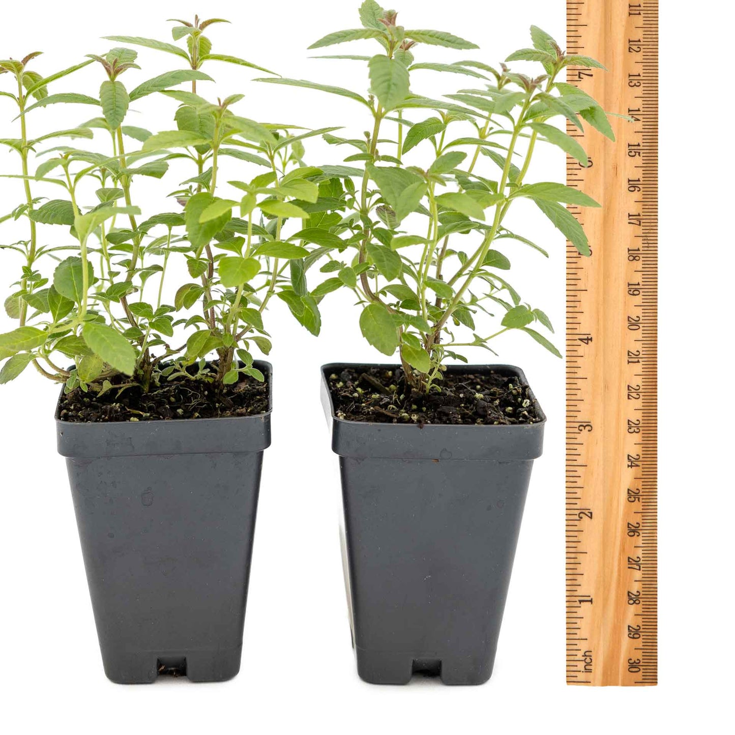 2 Lemon Verbena Plants in Cubes | Aromatic Perennial Culinary Herb with Lemon-Scented Foliage for Teas, Pots & Gardens (Aloysia citrodora)