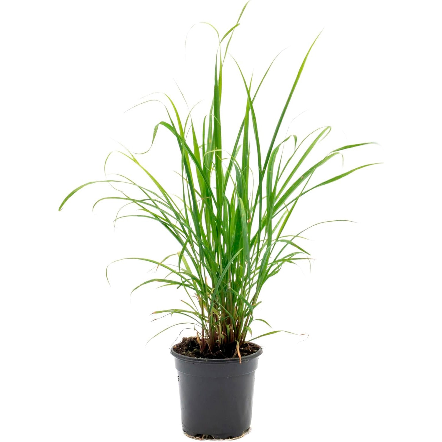 West Indian Lemongrass | Live Edible Herb in 4 Inch Nursery Pot | Cymbopogon Citratus