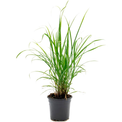 West Indian Lemongrass | Live Edible Herb in 4 Inch Nursery Pot | Cymbopogon Citratus