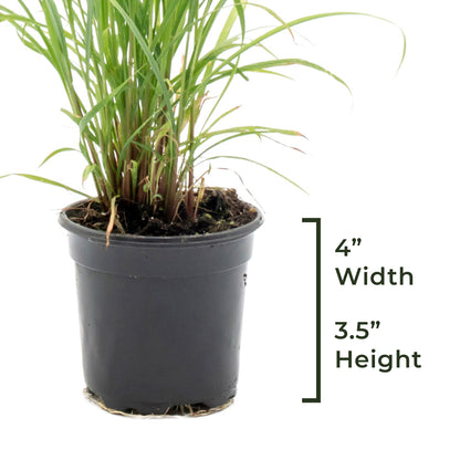 West Indian Lemongrass | Live Edible Herb in 4 Inch Nursery Pot | Cymbopogon Citratus
