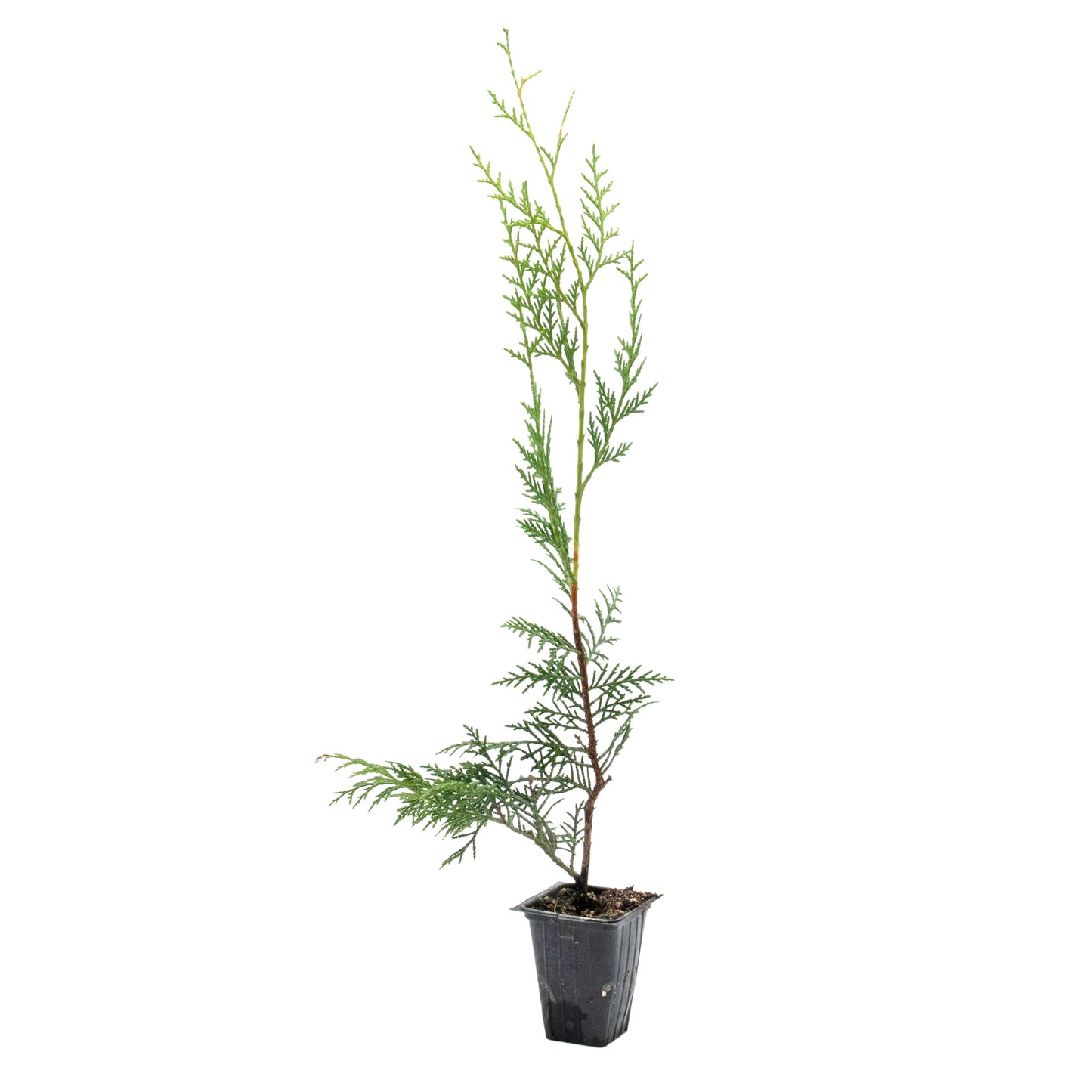 Murray Leyland Cypress in 3.5” Nursery Cubes (Cupressocyparis leylandii ‘Murrayii’)
