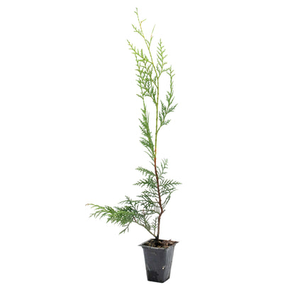 Murray Leyland Cypress in 3.5” Nursery Cubes (Cupressocyparis leylandii ‘Murrayii’)