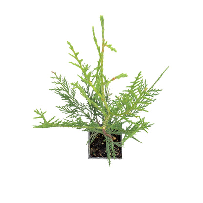 Murray Leyland Cypress in 3.5” Nursery Cubes (Cupressocyparis leylandii ‘Murrayii’)