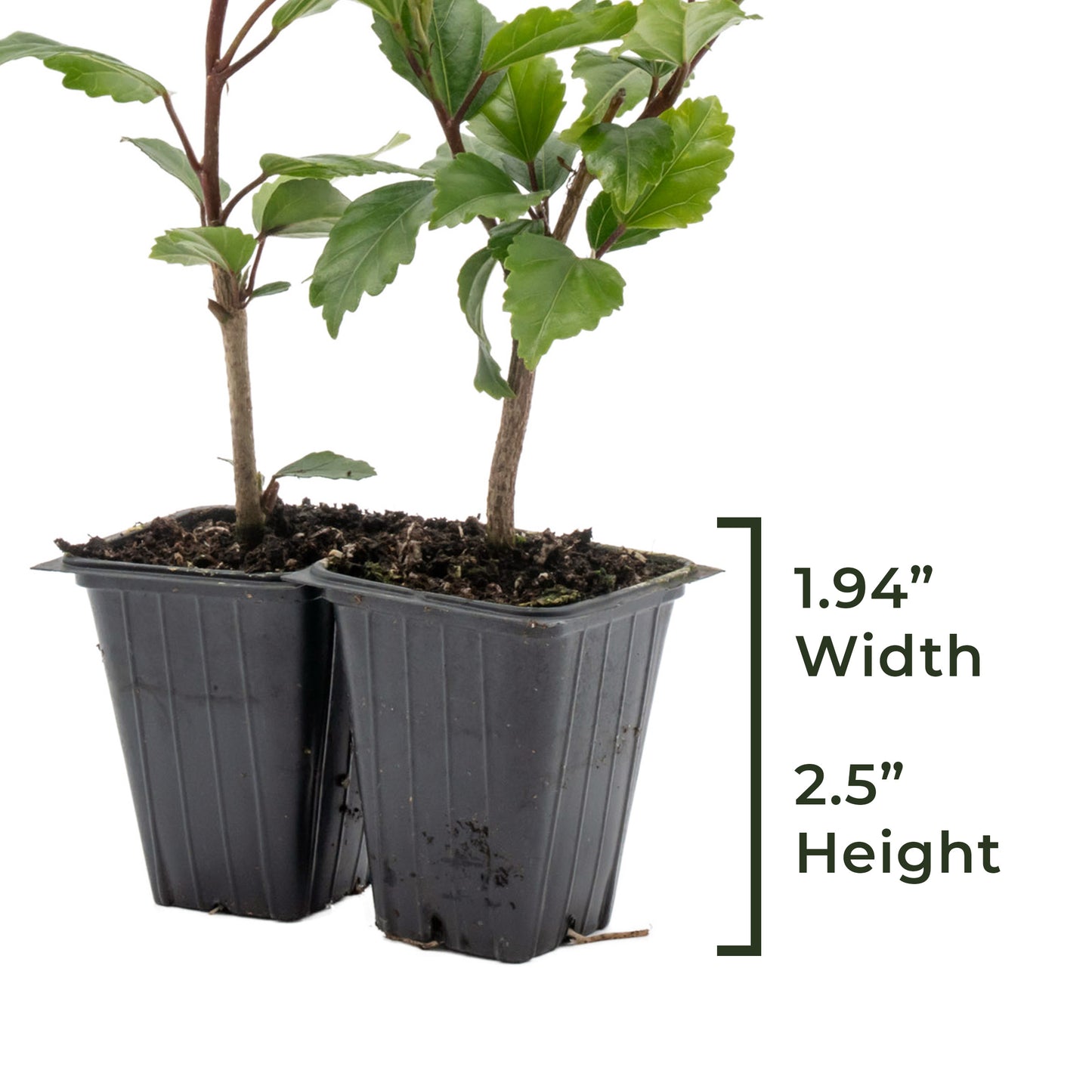 Lipstick Hibiscus | Live Plant in 2.5 Inch Nursery Cube | Hibiscus rosa-sinensis