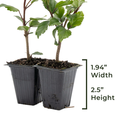 Lipstick Hibiscus | Live Plant in 2.5 Inch Nursery Cube | Hibiscus rosa-sinensis