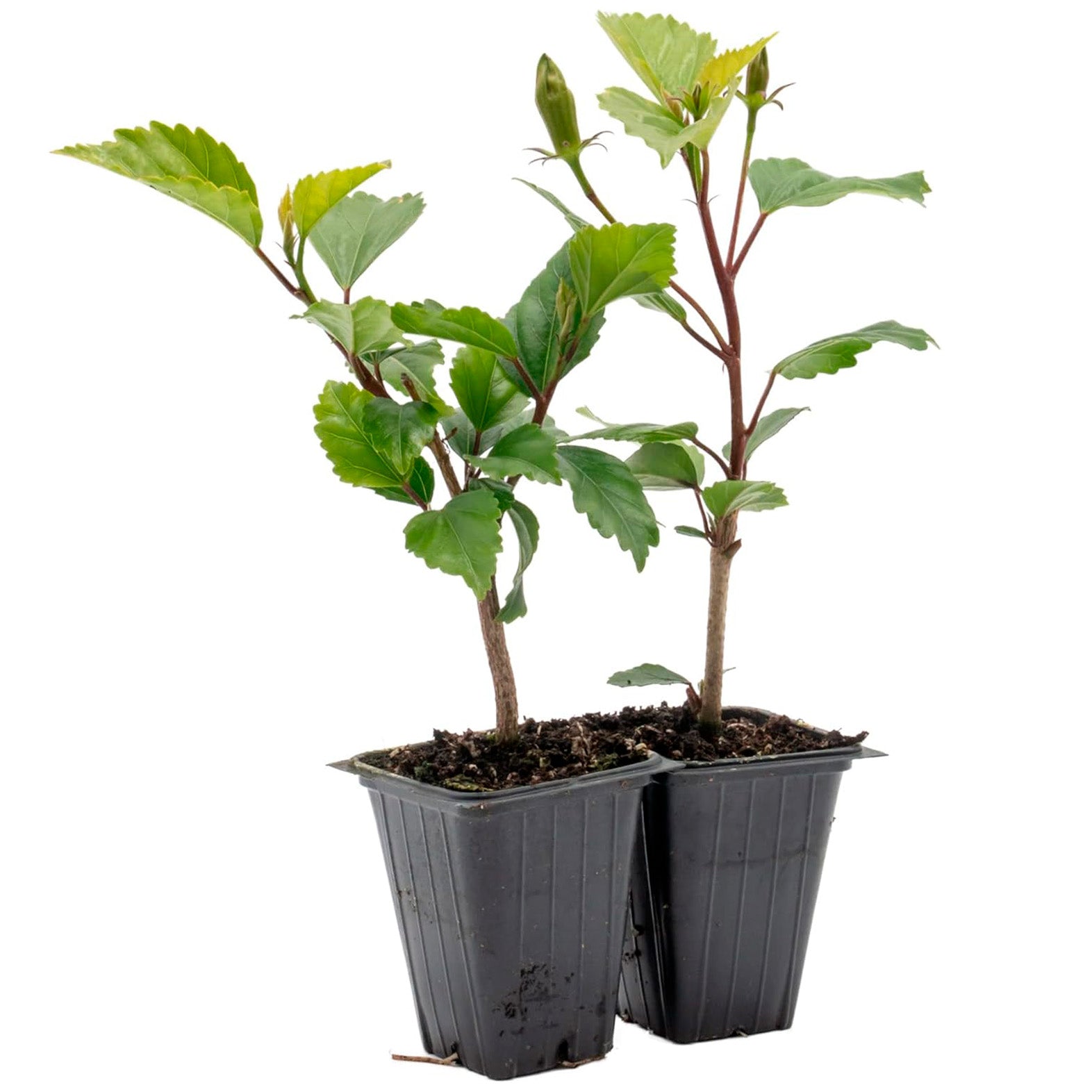 Lipstick Hibiscus | Live Plant in 2.5 Inch Nursery Cube | Hibiscus rosa-sinensis