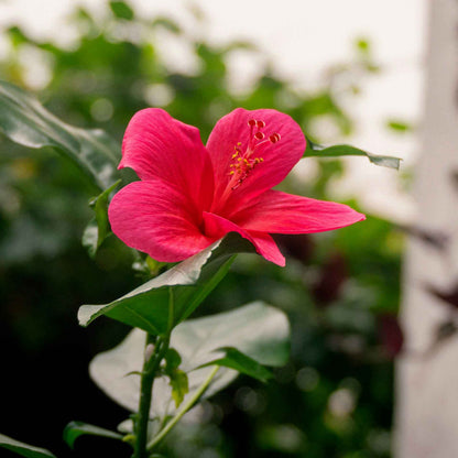 Lipstick Hibiscus | Live Plant in 2.5 Inch Nursery Cube | Hibiscus rosa-sinensis