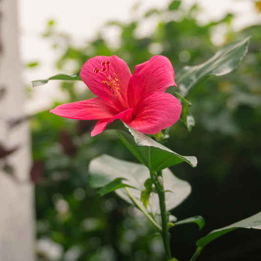 Lipstick Hibiscus | Live Plant in 2.5 Inch Nursery Cube | Hibiscus rosa-sinensis