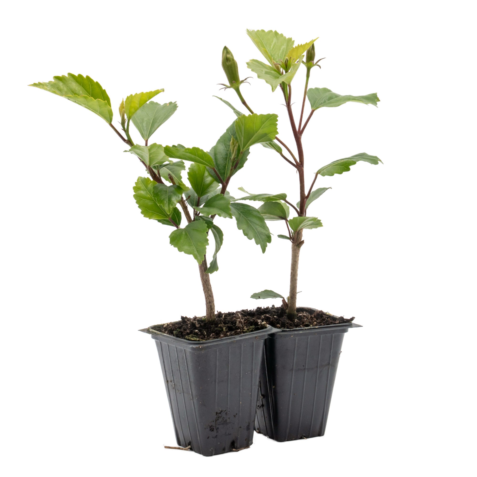 Lipstick Hibiscus | Live Plant in 2.5 Inch Nursery Cube | Hibiscus rosa-sinensis