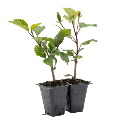 Lipstick Hibiscus | Live Plant in 2.5 Inch Nursery Cube | Hibiscus rosa-sinensis