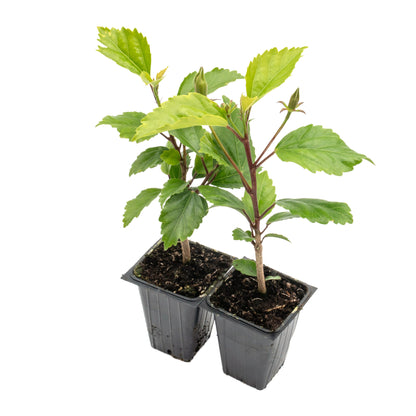 Lipstick Hibiscus | Live Plant in 2.5 Inch Nursery Cube | Hibiscus rosa-sinensis