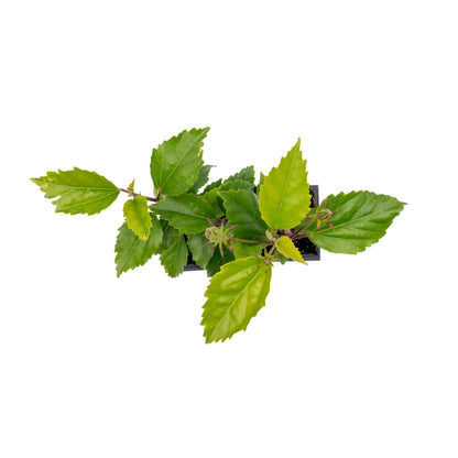 Lipstick Hibiscus | Live Plant in 2.5 Inch Nursery Cube | Hibiscus rosa-sinensis