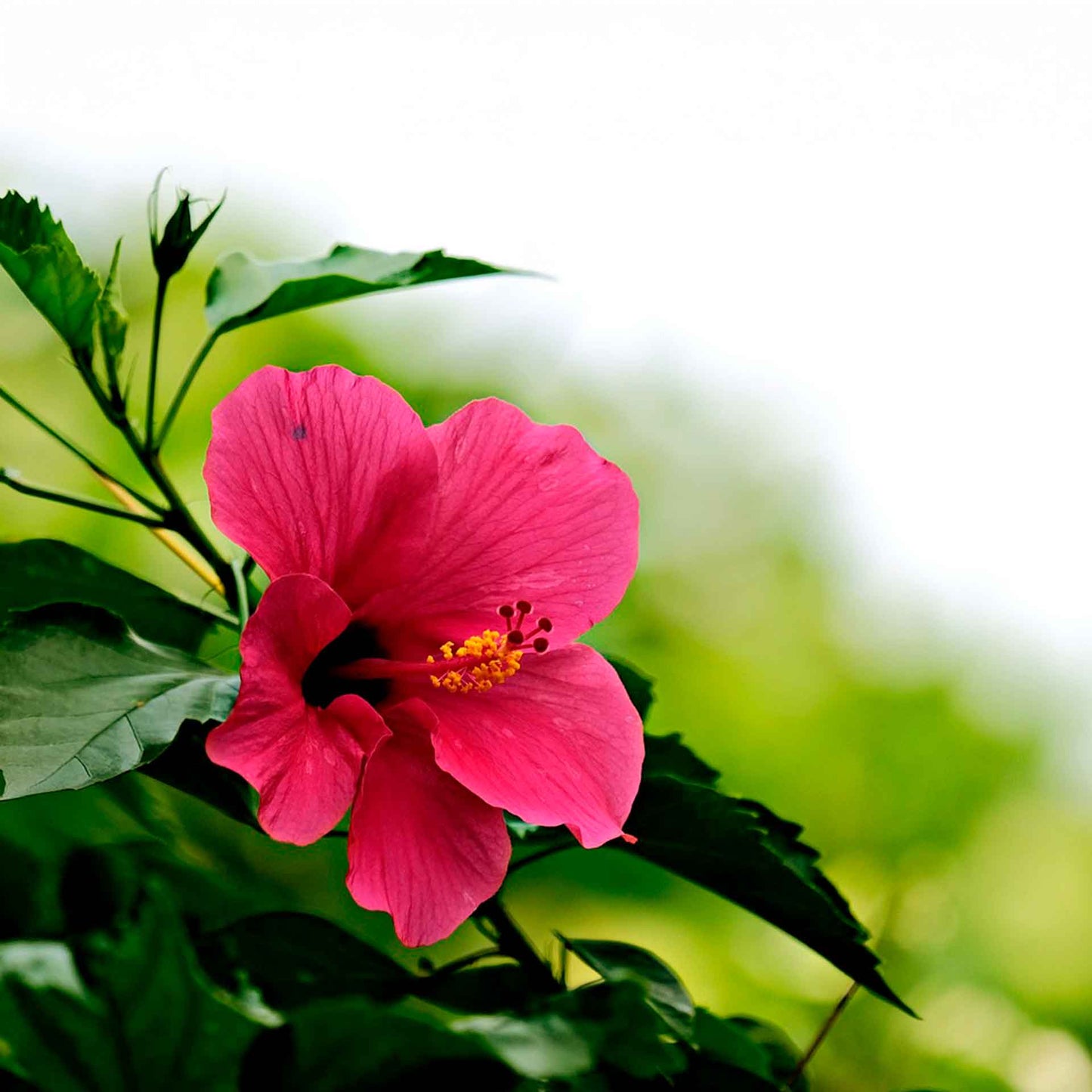 Lipstick Hibiscus | Live Plant in 2.5 Inch Nursery Cube | Hibiscus rosa-sinensis