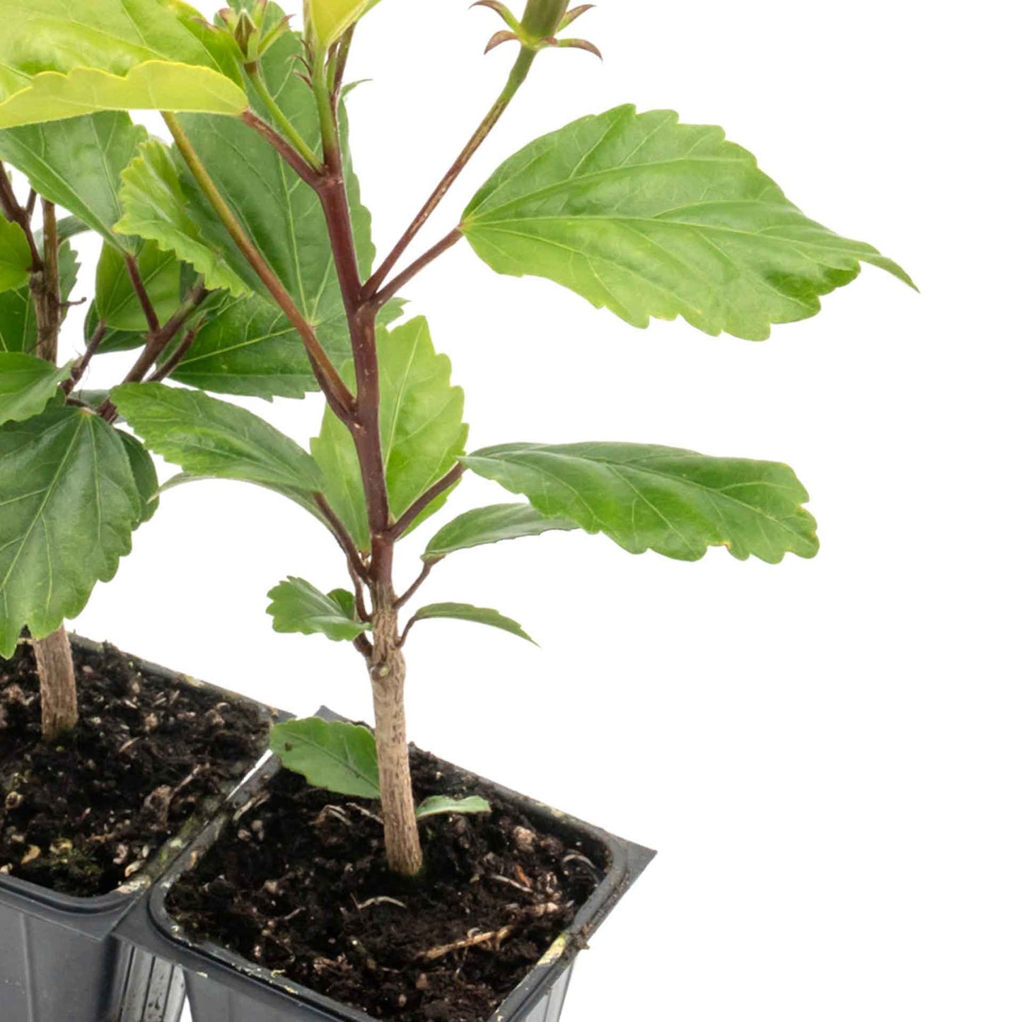 Lipstick Hibiscus | Live Plant in 2.5 Inch Nursery Cube | Hibiscus rosa-sinensis