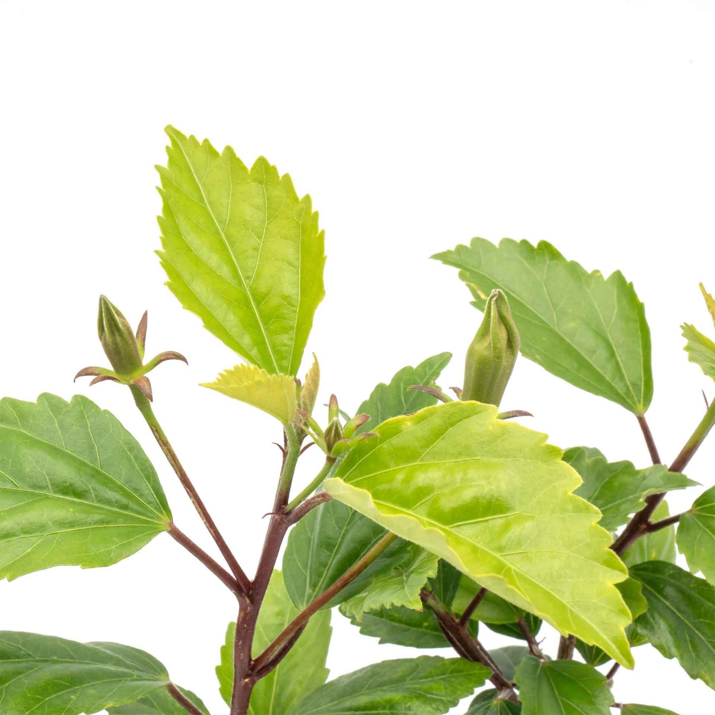 Lipstick Hibiscus | Live Plant in 2.5 Inch Nursery Cube | Hibiscus rosa-sinensis