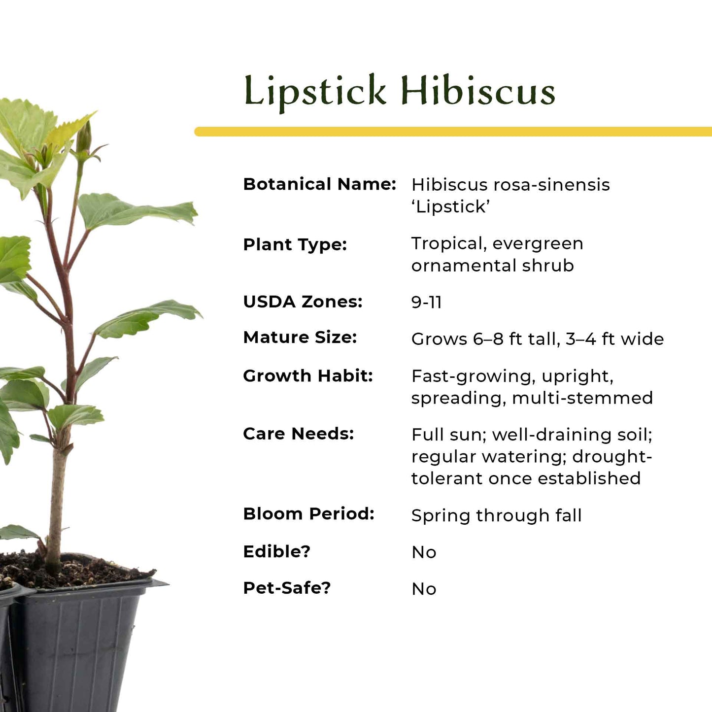 Lipstick Hibiscus | Live Plant in 2.5 Inch Nursery Cube | Hibiscus rosa-sinensis