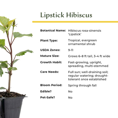 Lipstick Hibiscus | Live Plant in 2.5 Inch Nursery Cube | Hibiscus rosa-sinensis
