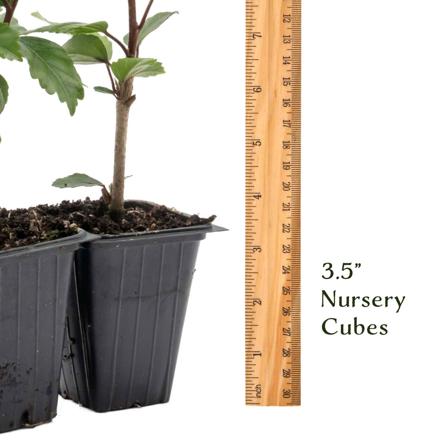 Lipstick Hibiscus | Live Plant in 2.5 Inch Nursery Cube | Hibiscus rosa-sinensis