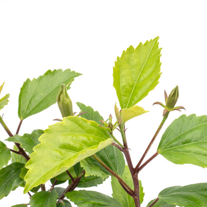 Lipstick Hibiscus | Live Plant in 2.5 Inch Nursery Cube | Hibiscus rosa-sinensis