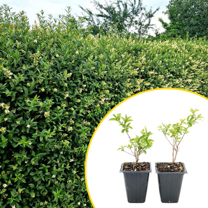 2 Lodense Privet Plants in 3.5" Cubes | Compact Evergreen Shrub | Dense Dwarf Hedge for Borders & Landscaping (Ligustrum vulgare 'Lodense')