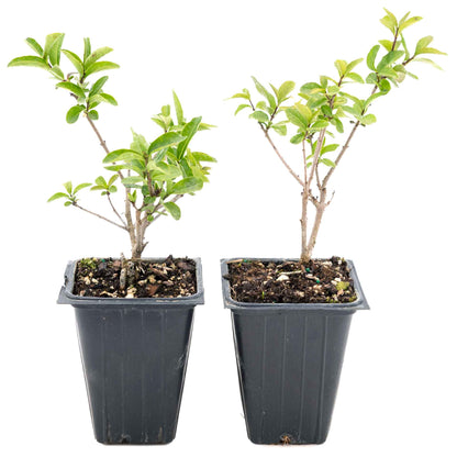 2 Lodense Privet Plants in 3.5" Cubes | Compact Evergreen Shrub | Dense Dwarf Hedge for Borders & Landscaping (Ligustrum vulgare 'Lodense')