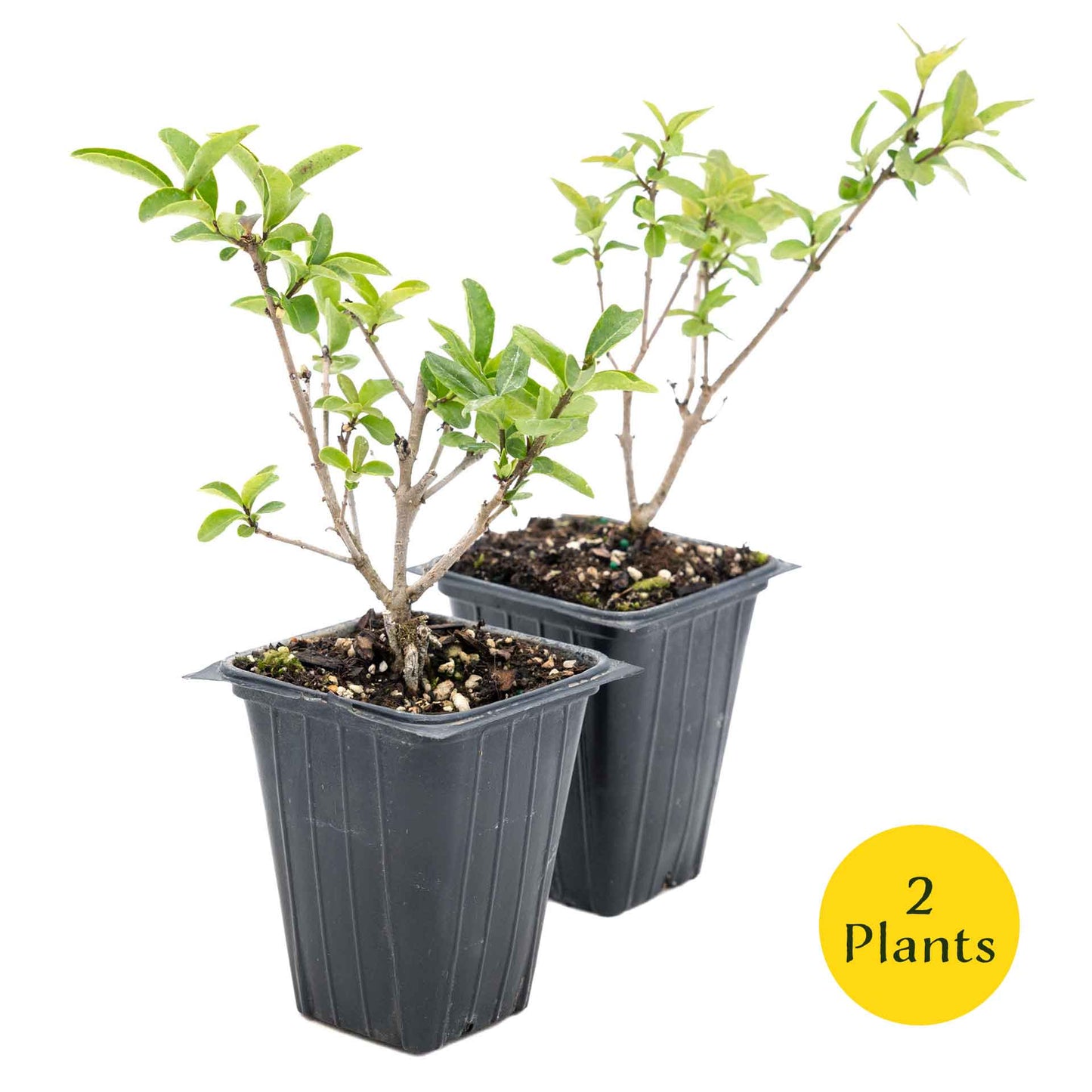 2 Lodense Privet Plants in 3.5" Cubes | Compact Evergreen Shrub | Dense Dwarf Hedge for Borders & Landscaping (Ligustrum vulgare 'Lodense')
