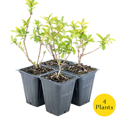 2 Lodense Privet Plants in 3.5" Cubes | Compact Evergreen Shrub | Dense Dwarf Hedge for Borders & Landscaping (Ligustrum vulgare 'Lodense')