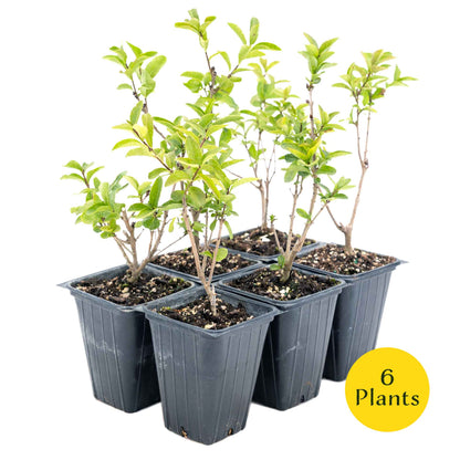 2 Lodense Privet Plants in 3.5" Cubes | Compact Evergreen Shrub | Dense Dwarf Hedge for Borders & Landscaping (Ligustrum vulgare 'Lodense')