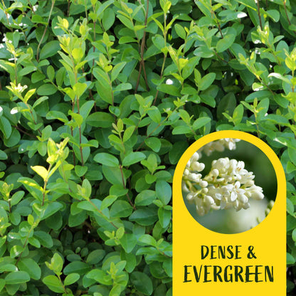 2 Lodense Privet Plants in 3.5" Cubes | Compact Evergreen Shrub | Dense Dwarf Hedge for Borders & Landscaping (Ligustrum vulgare 'Lodense')