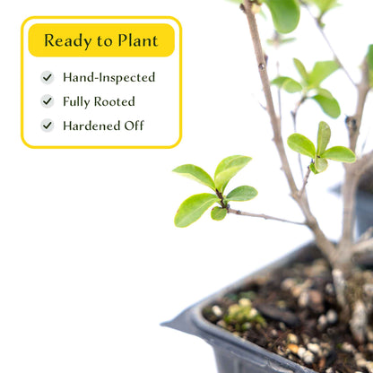 2 Lodense Privet Plants in 3.5" Cubes | Compact Evergreen Shrub | Dense Dwarf Hedge for Borders & Landscaping (Ligustrum vulgare 'Lodense')