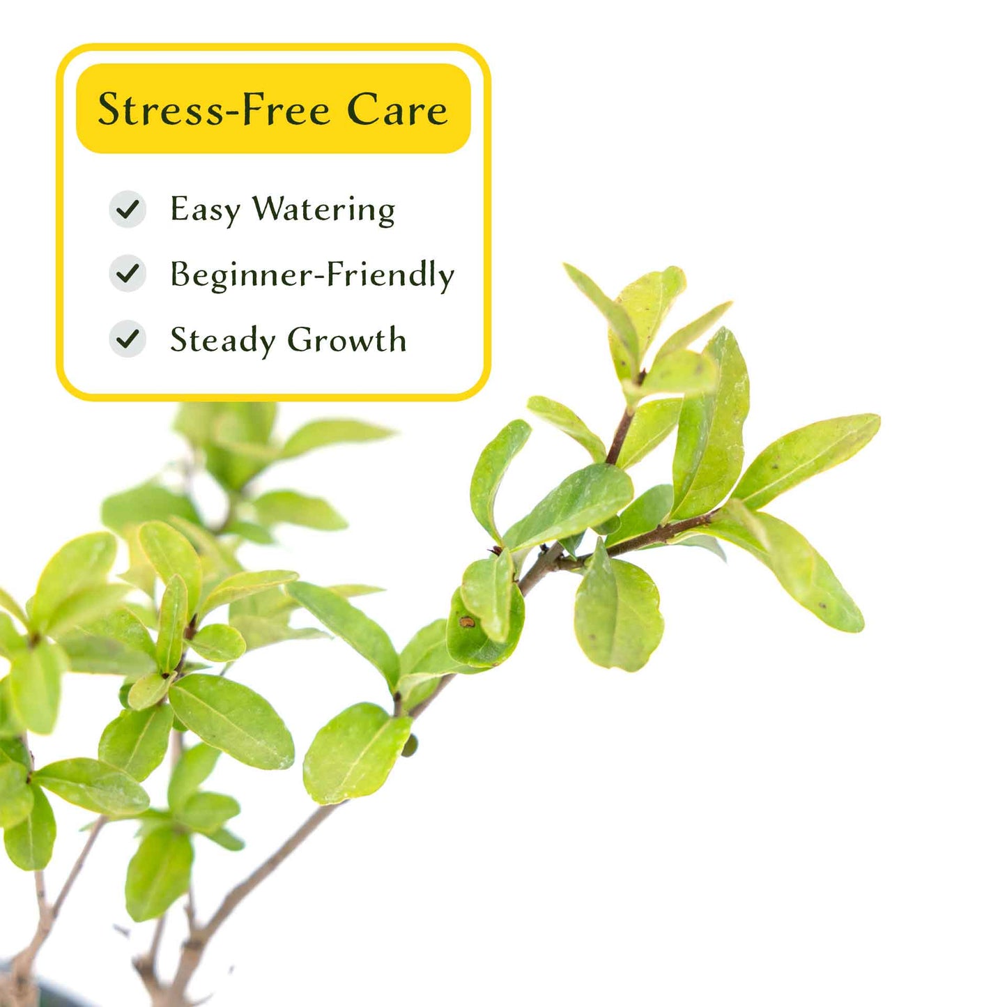 2 Lodense Privet Plants in 3.5" Cubes | Compact Evergreen Shrub | Dense Dwarf Hedge for Borders & Landscaping (Ligustrum vulgare 'Lodense')
