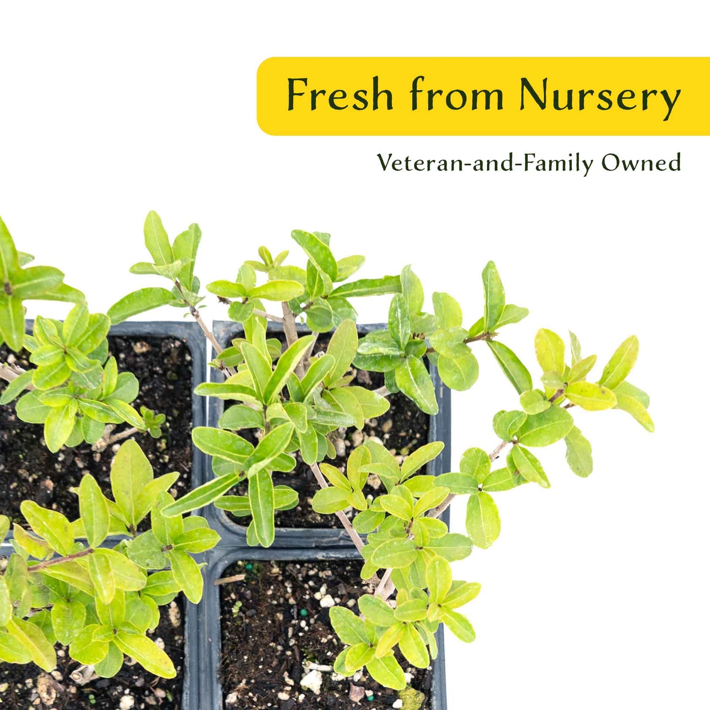 2 Lodense Privet Plants in 3.5" Cubes | Compact Evergreen Shrub | Dense Dwarf Hedge for Borders & Landscaping (Ligustrum vulgare 'Lodense')