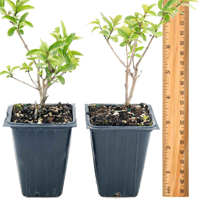 2 Lodense Privet Plants in 3.5" Cubes | Compact Evergreen Shrub | Dense Dwarf Hedge for Borders & Landscaping (Ligustrum vulgare 'Lodense')